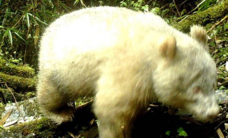 Фото панды-альбиноса впервые появилось в…