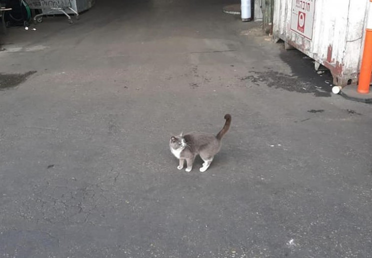 Кошка из Одессы случайно попала в контей…