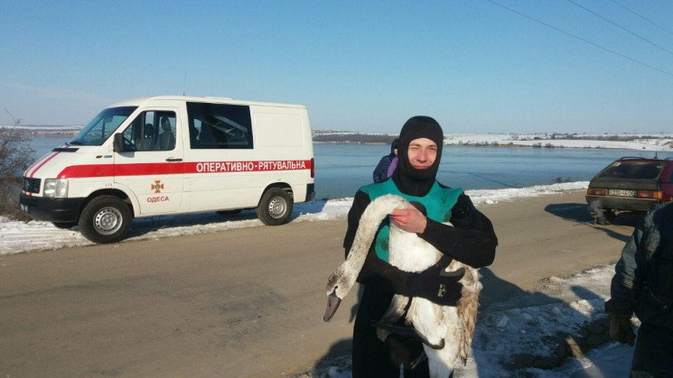 Вблизи Одессы спасали лебедей, которые о…