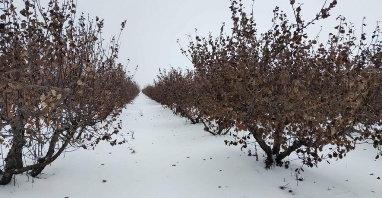 На Луганщині відновлюють яблуневий сад,…