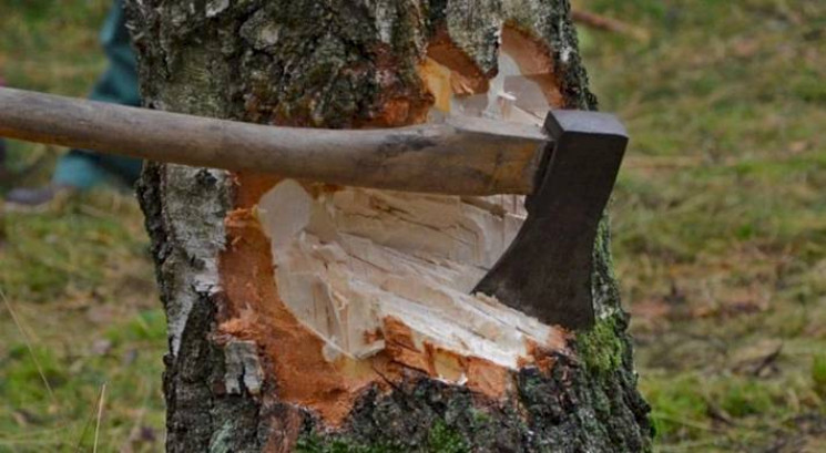 На Харківщині скандальне лісництво запла…