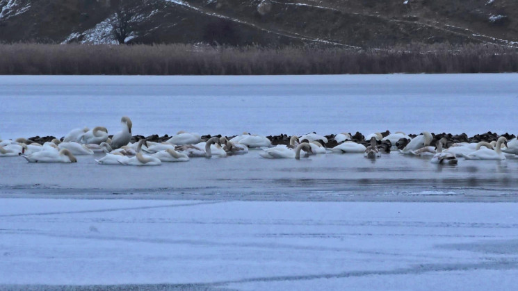 На Херсонщині гинуть близько 150 лебедів…