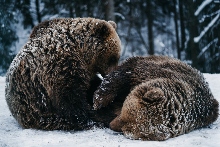 Из-за теплой зимы медведи в реабилитацио…
