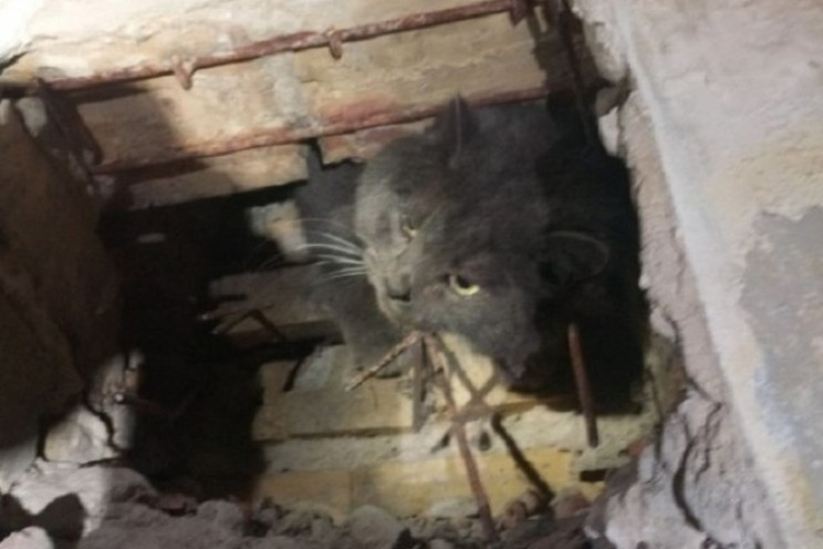 У Києві кіт-товстун застряг у вентиляції…