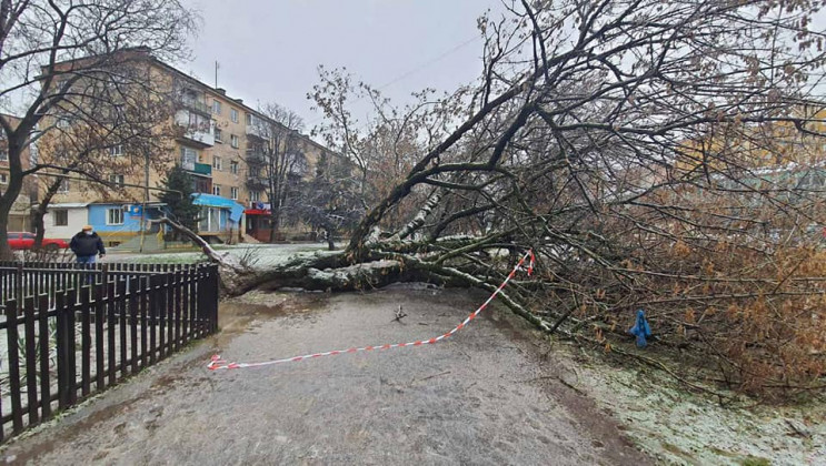 В Ужгороді через негоду впало дерево…