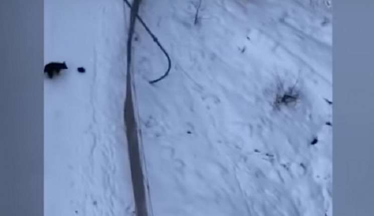 Как медведь атаковал горнолыжника в Румы…