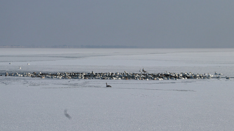 Як на Донеччині близько 600 лебедів зиму…