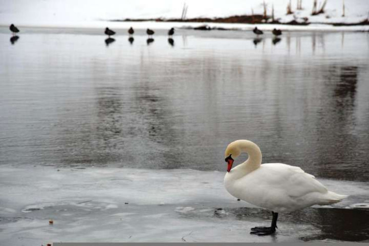 Хмельницькі вогнеборці врятували з крижа…