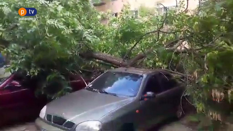 У Полтаві дерево впало на дві припаркова…