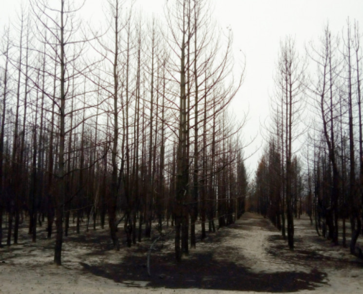 Лесные пожары в Луганской области: Под С…
