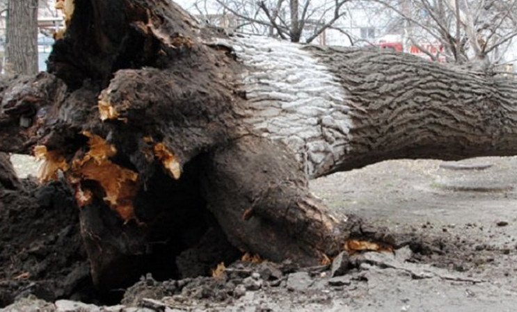 Повалене штормовим вітром дерево блокува…