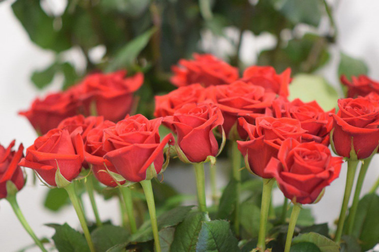 Троянди до Дня закоханих: Скільки у Запо…