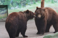 Поляна и Бумер: В Одесском зоопарке в Де…