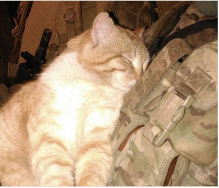Ко дню кота: 5 историй об украинских вое…