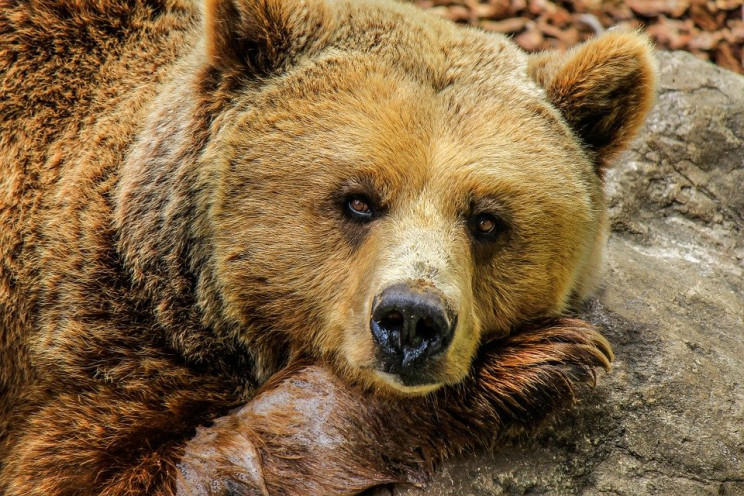 На Алясці ведмідь укусив жінку в туалеті…