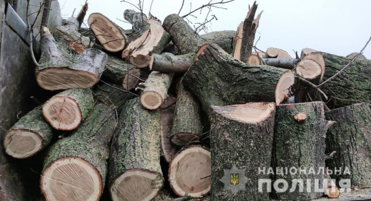 В Запорожской области массово вырубают л…