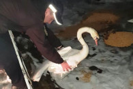 На Вінниччині поліцейські врятували лебе…