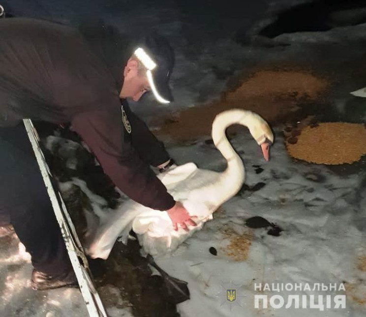 На Вінниччині поліцейські врятували лебе…