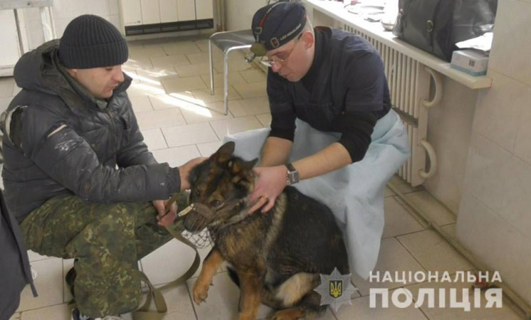 Хмельницькі ветеринари провели чотири оп…