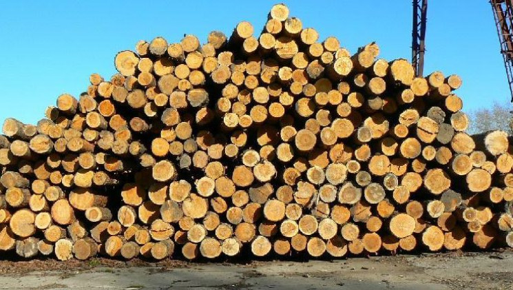 На Львівщині обстежили роботу лісопильни…