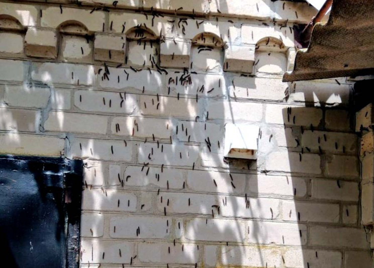 Тысячи гусениц атаковали село на Запорож…