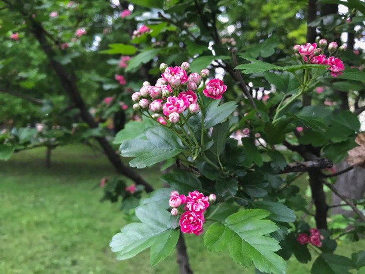 Сіре небо і дощ з грозою: Якої погоди че…