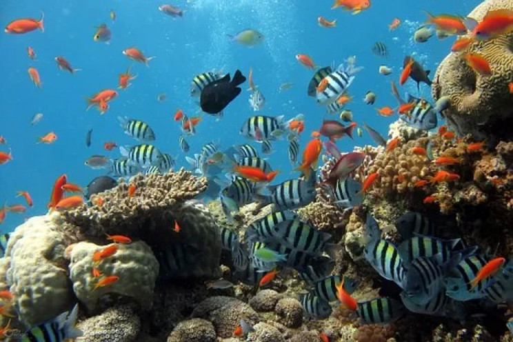 Пандемія коронавірусу вбиває коралові ри…