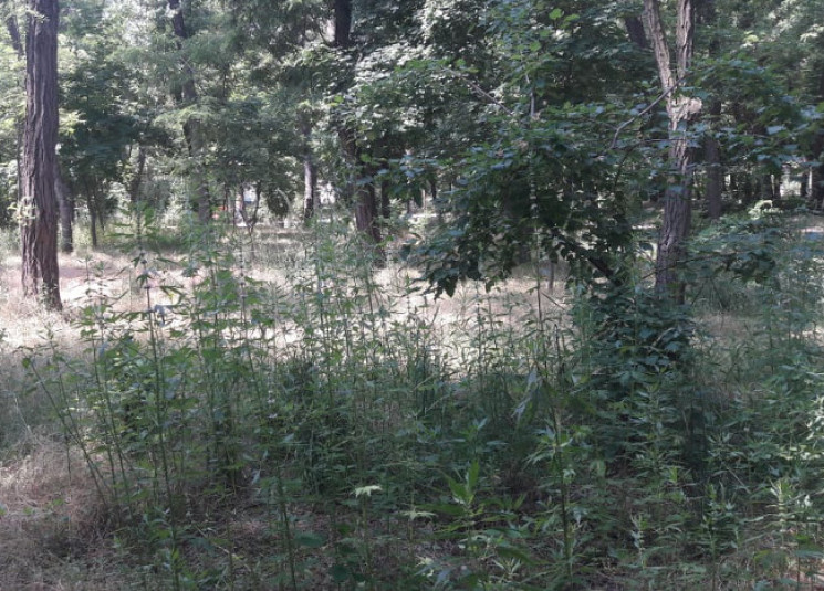 В Мелитопольском парке произрастает коно…