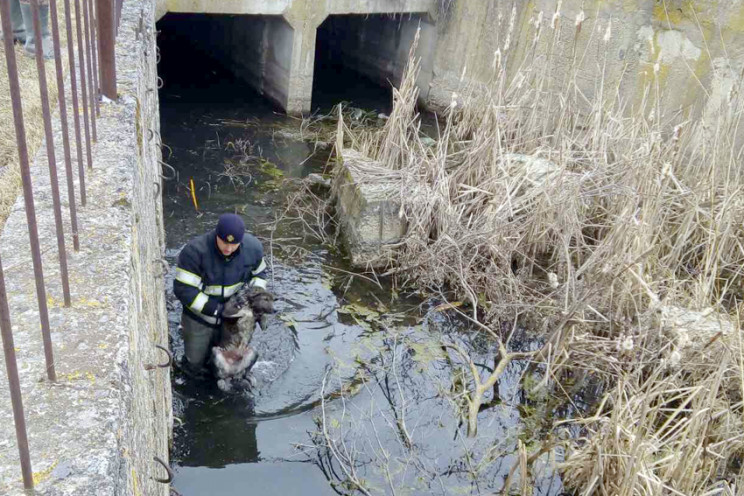 Знесиленого собаку рятували у Віньківцях…