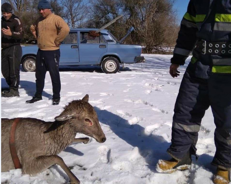 На Полтавщині врятували оленят, які пров…