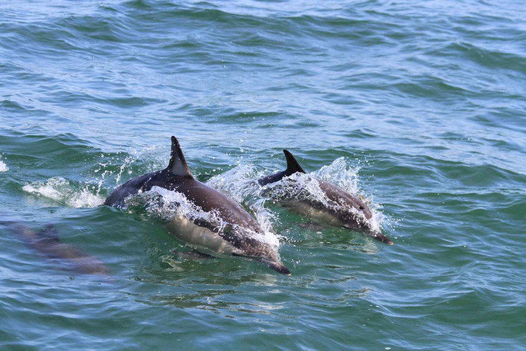 Одесские ученые решили посчитать дельфин…