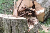 На Хмельниччині чоловіка привалило дерев…