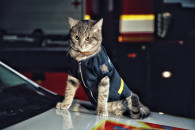 Хвостатый огнеборец: Как кот-майор служи…