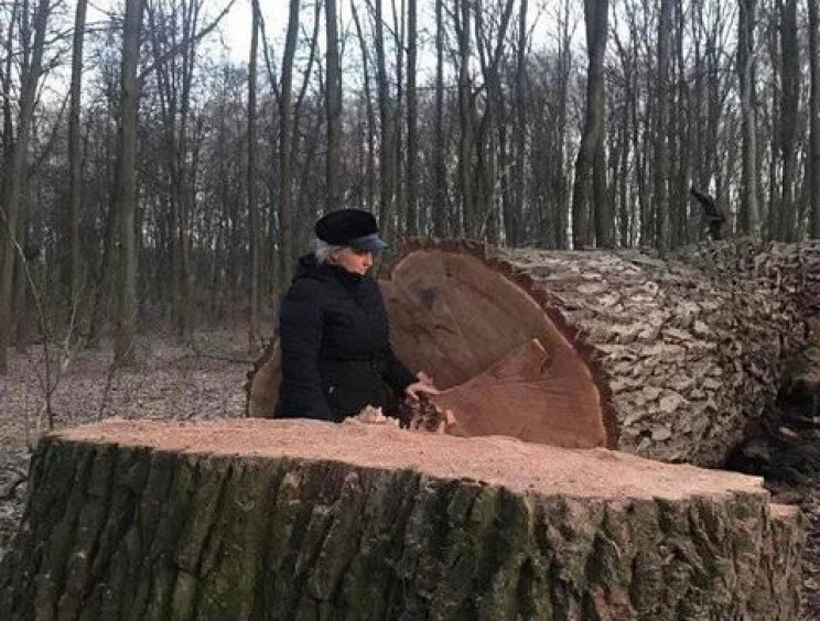 У Києві в Голосіївському парку зрізали 1…