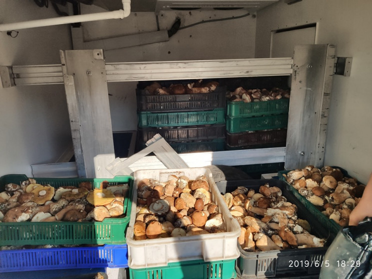 На Хустщині гриби продають тоннами…