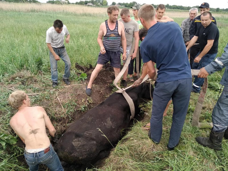 На Дніпропетровщині врятували корову з п…