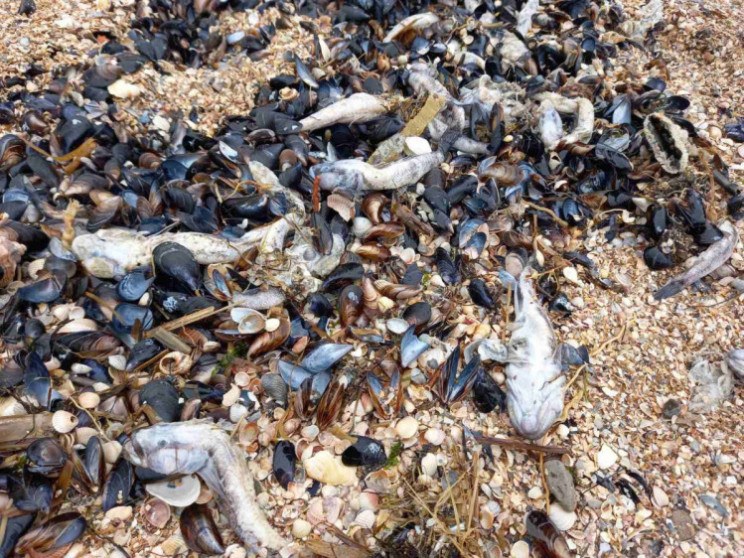 Массовая гибель бычков в Азовском море:…