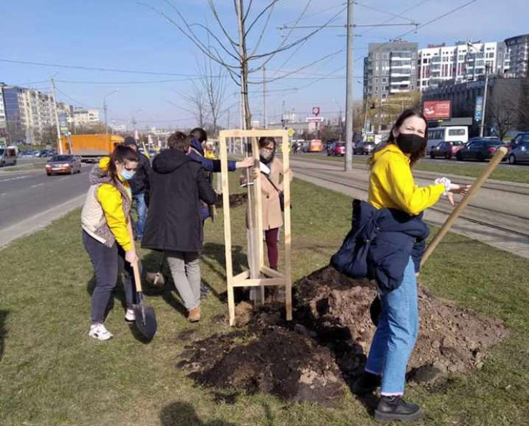 У Львові продовжують висаджувати дерева…