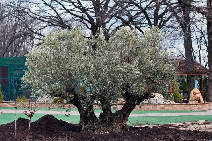 У Харкові висадили італійське дерево вік…