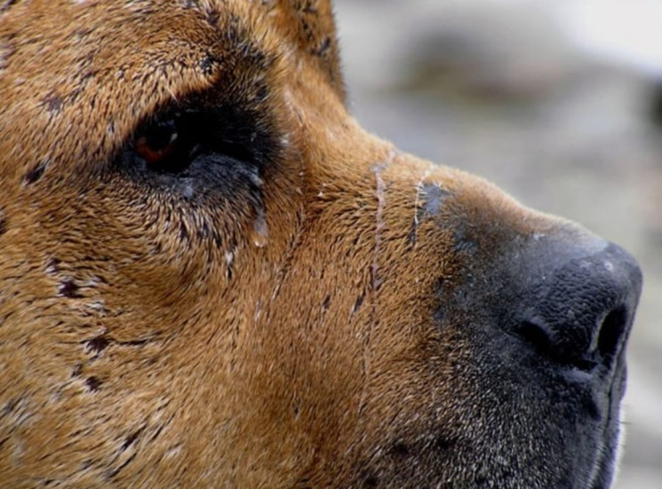 У Жмеринці жорстоко вбили кількох собак…