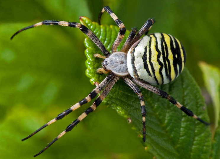 Отруйні павуки Закарпаття: Як розпізнати…