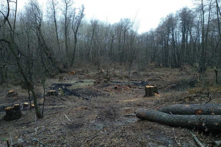 На Харьковщине лесхоз незаконно уничтожи…