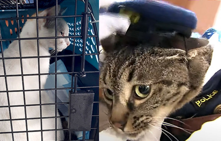 Кот-наркокурьер и кошка-полицейская: Фот…