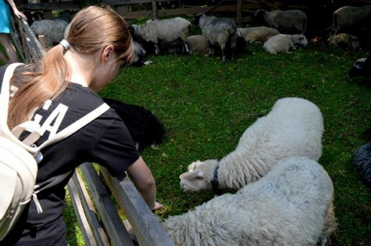 В Межгорье провели стада на пастбище…