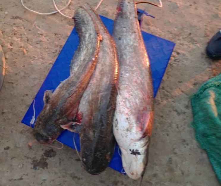 Майже 250 кг риби наловив браконьєр з Ві…