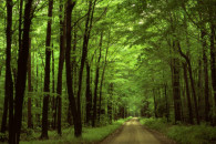 Прикмети 12 червня: Прогулянки у ліси і…