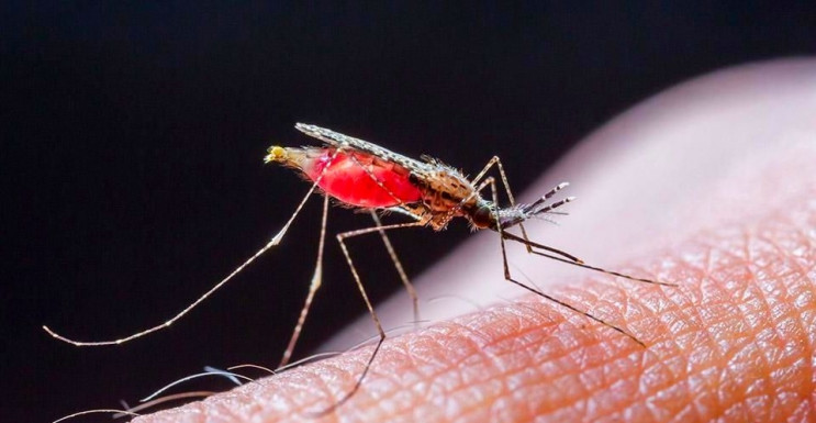 Третина всіх випадків малярії в Україні…
