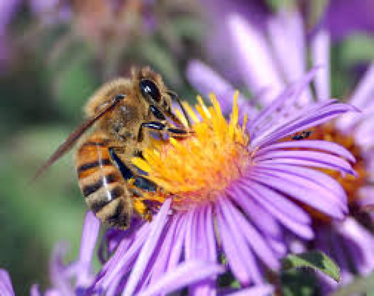 У Нікополі бджоли насмерть зажалили люди…