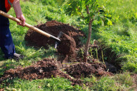 В Харькове потратят 3 млн грн на деревья…