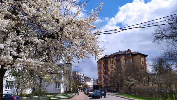 Нарешті весна: Як на Львівщині квітнуть…